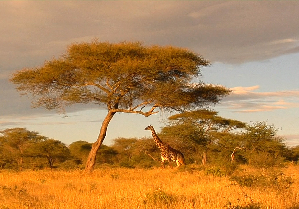 Смотреть фильм про животных в африке онлайн бесплатно в хорошем качестве