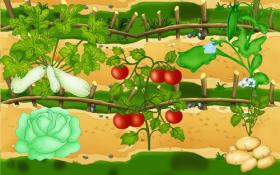 загадки про овощи и фрукты