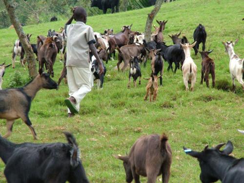 животноводство в Африке