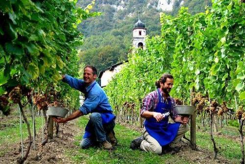 виноградники Италии