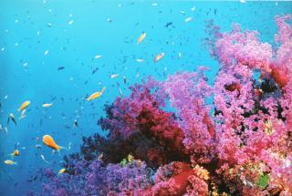 Коралловое море