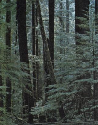 высокоствольные леса, Канада