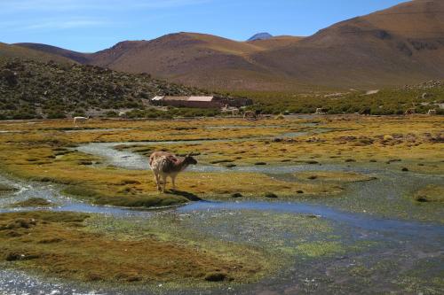 Ламы в Чили
