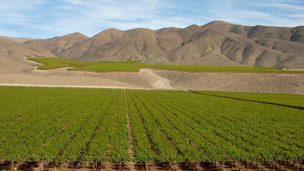 Виноградники Анды, Чили