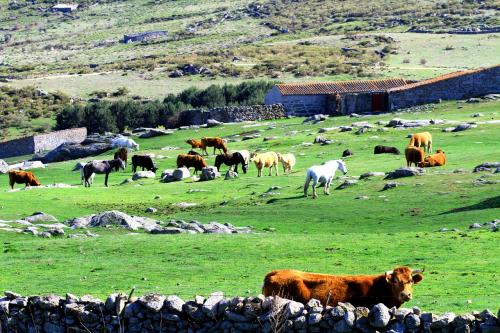 пастбище коров в Испании