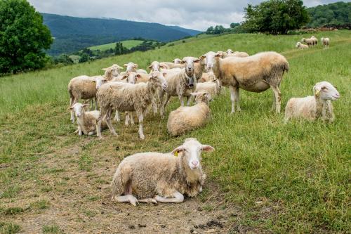 пасущиеся овцы