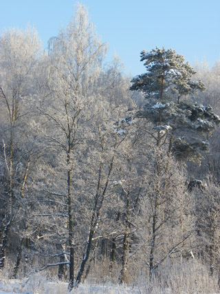 лес зимой