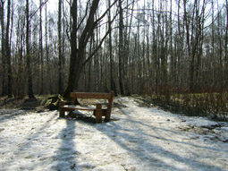 скамейка в лесу