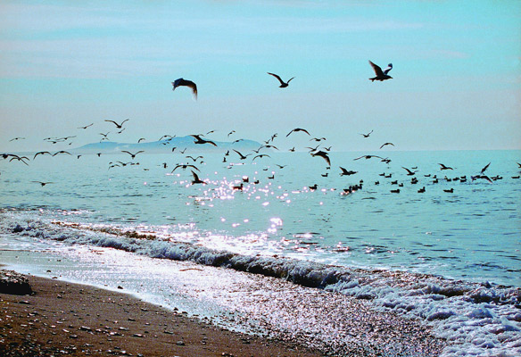 Фото чукотского моря