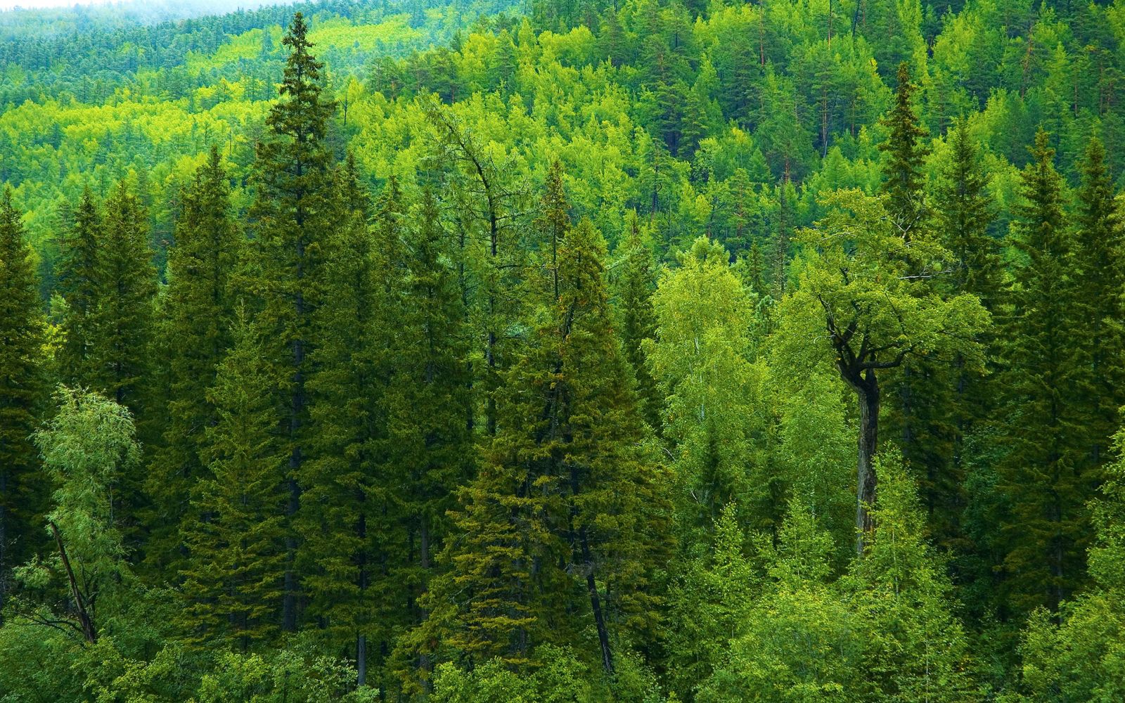 Хвойная тайга 5. Пихтовый лес тайги. Кедр темнохвойная Тайга. Пихта Сибирская лес. Темнохвойная смешанная пихтово-кедрово-Еловая Тайга.