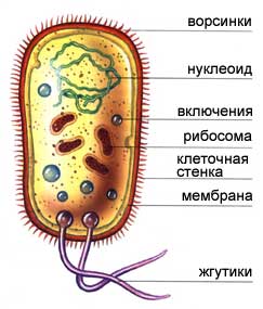 строение бактерии