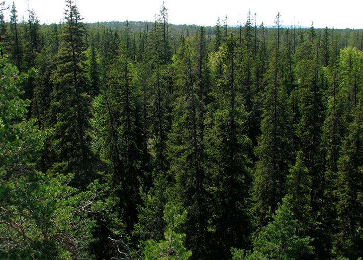 Хвойный лес состоит из. Темнохвойная Тайга Западной Сибири. Тайга (хвойные леса) в Питере. Темнохвойная Пихтовая Тайга Сибирь. Темнохвойная Тайга в России.