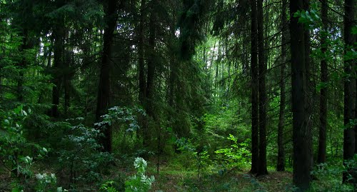 В чем польза леса и его значение для человека