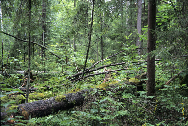 Заповедный лес под усиленной охраной