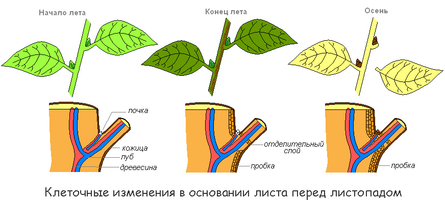 В листьях часть воды используется в процессе