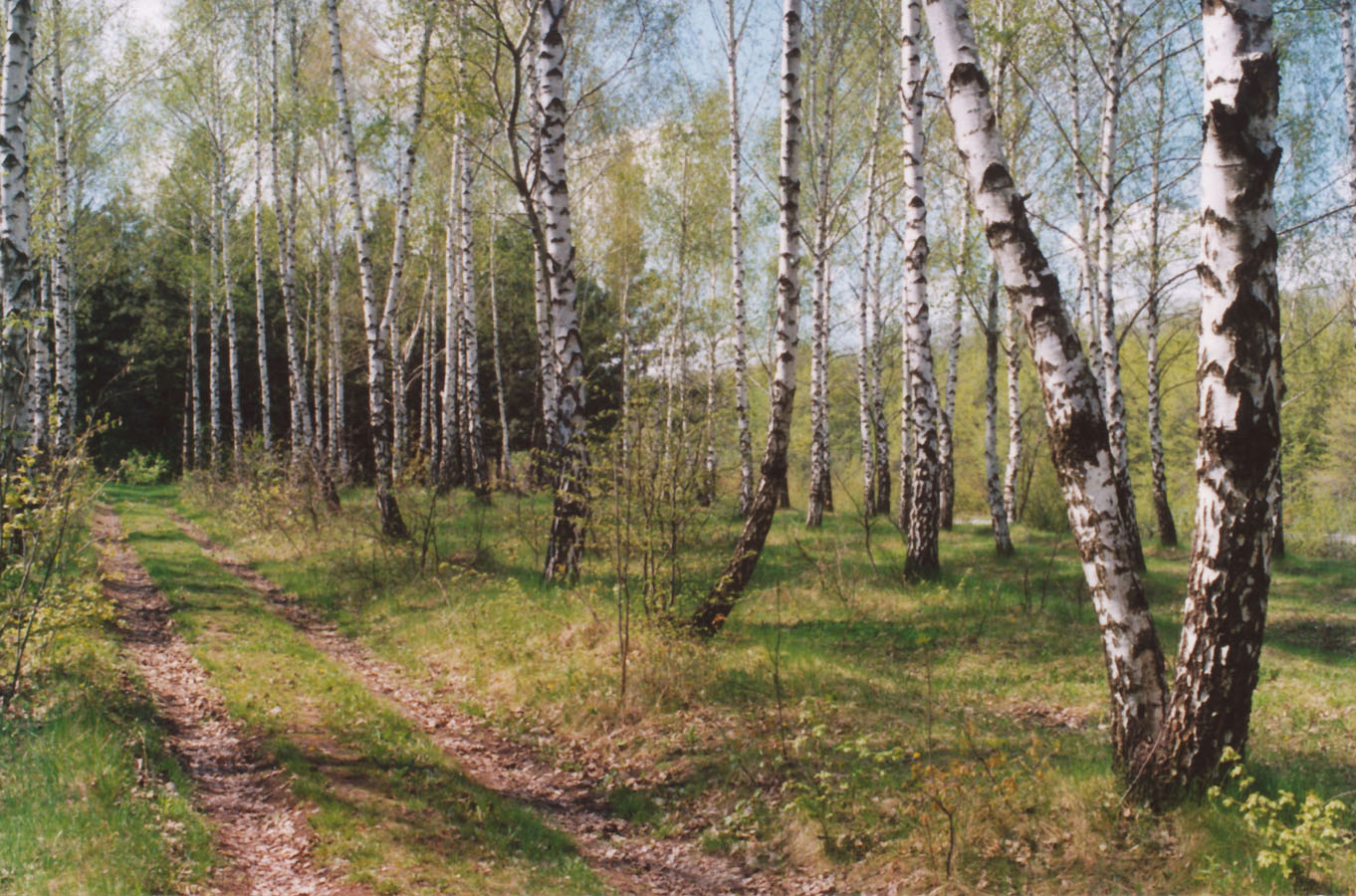 Леса россии занимают большую часть климатического пояса