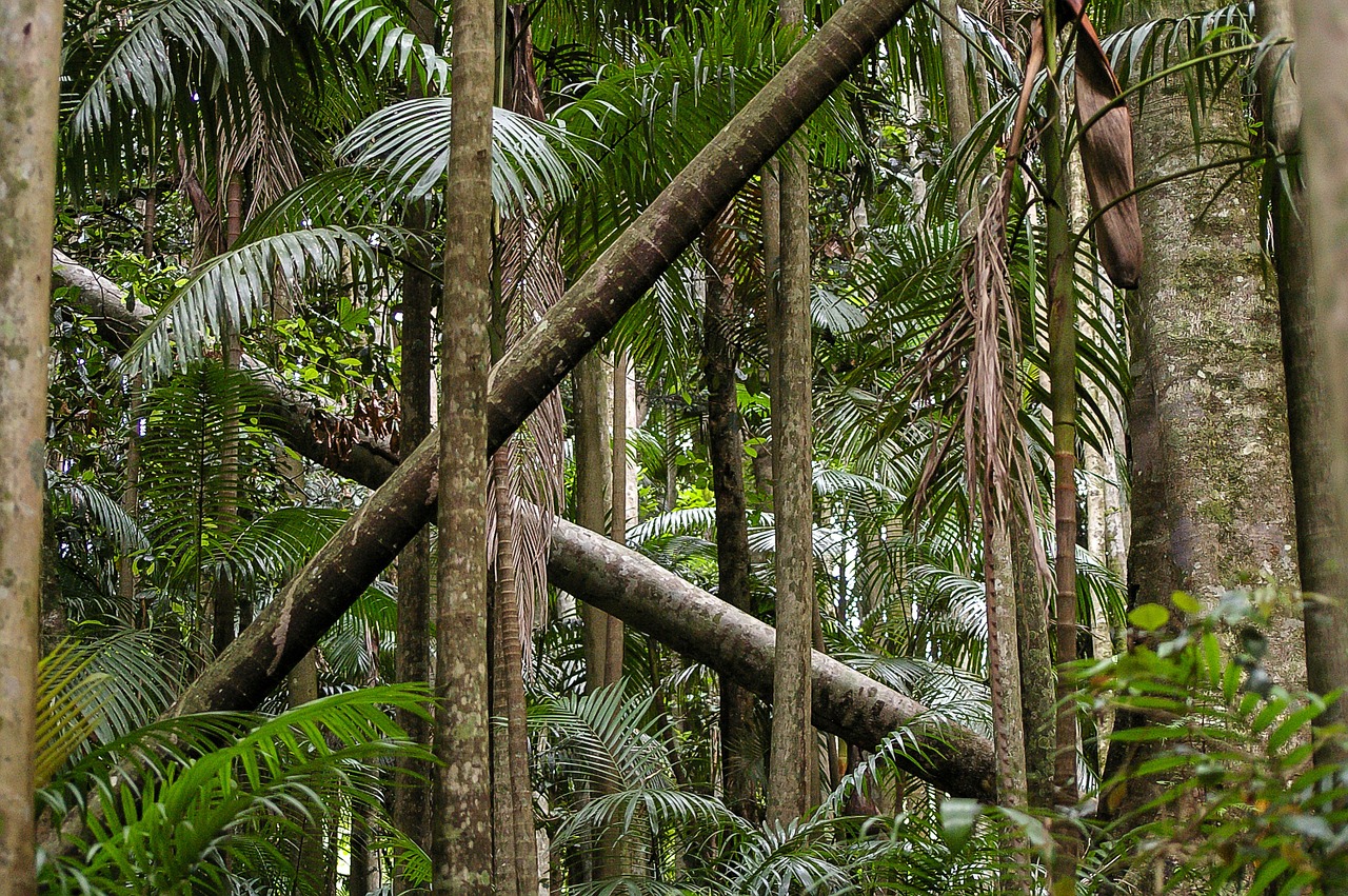 Тропические джунгли Австралии