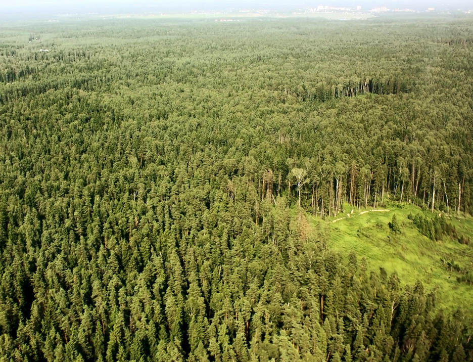 Леса половина территории россии. Леса России. Лесные ресурсы. Резервные леса. Лес вид сверху.