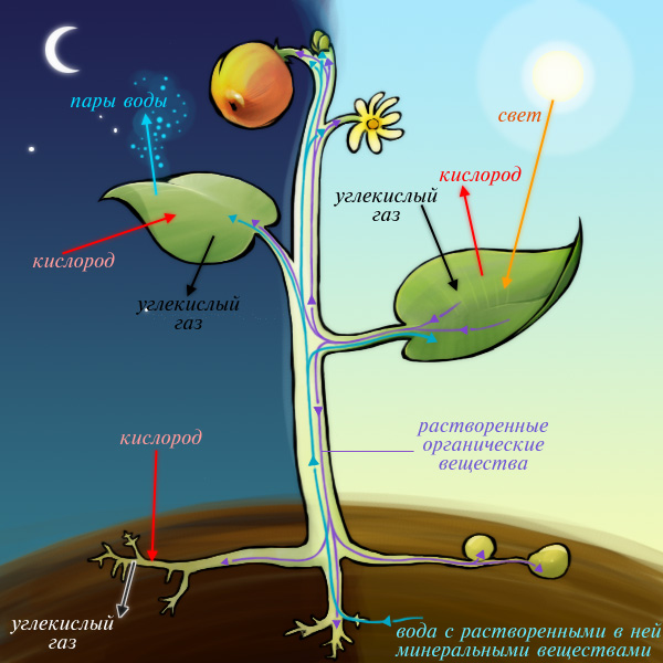 Картинка фотосинтеза у растений
