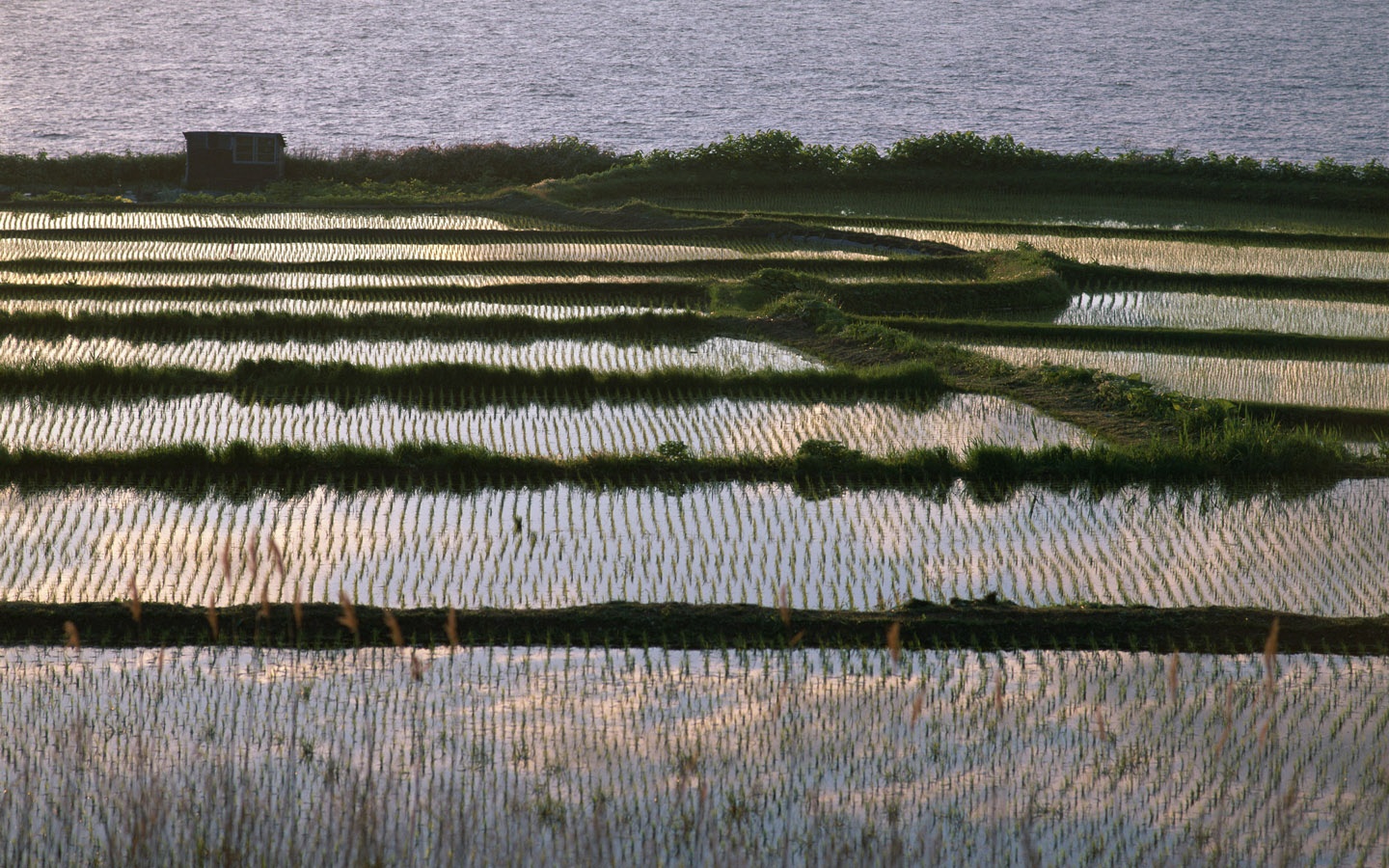 Природный потенциал японии. Природные ресурсы Японии почвенные. Рисовые поля в Японии. Сельское хозяйство Японии. Земельные ресурсы японские.