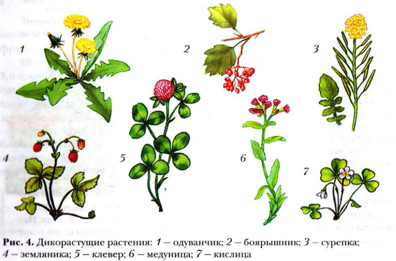 Примеры дикорастущих растений относящихся к дубильным