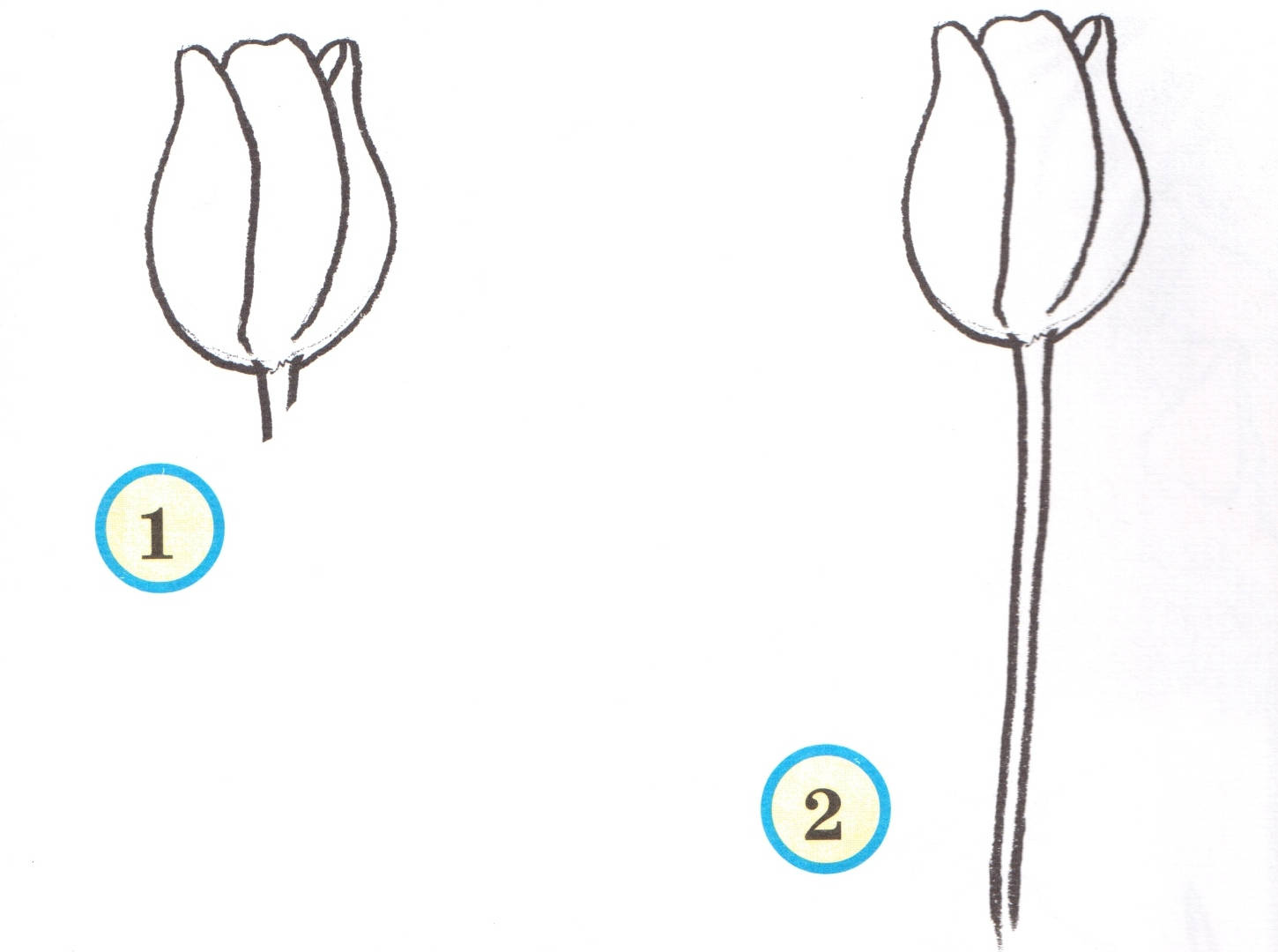 Пошаговое рисование тюльпанов