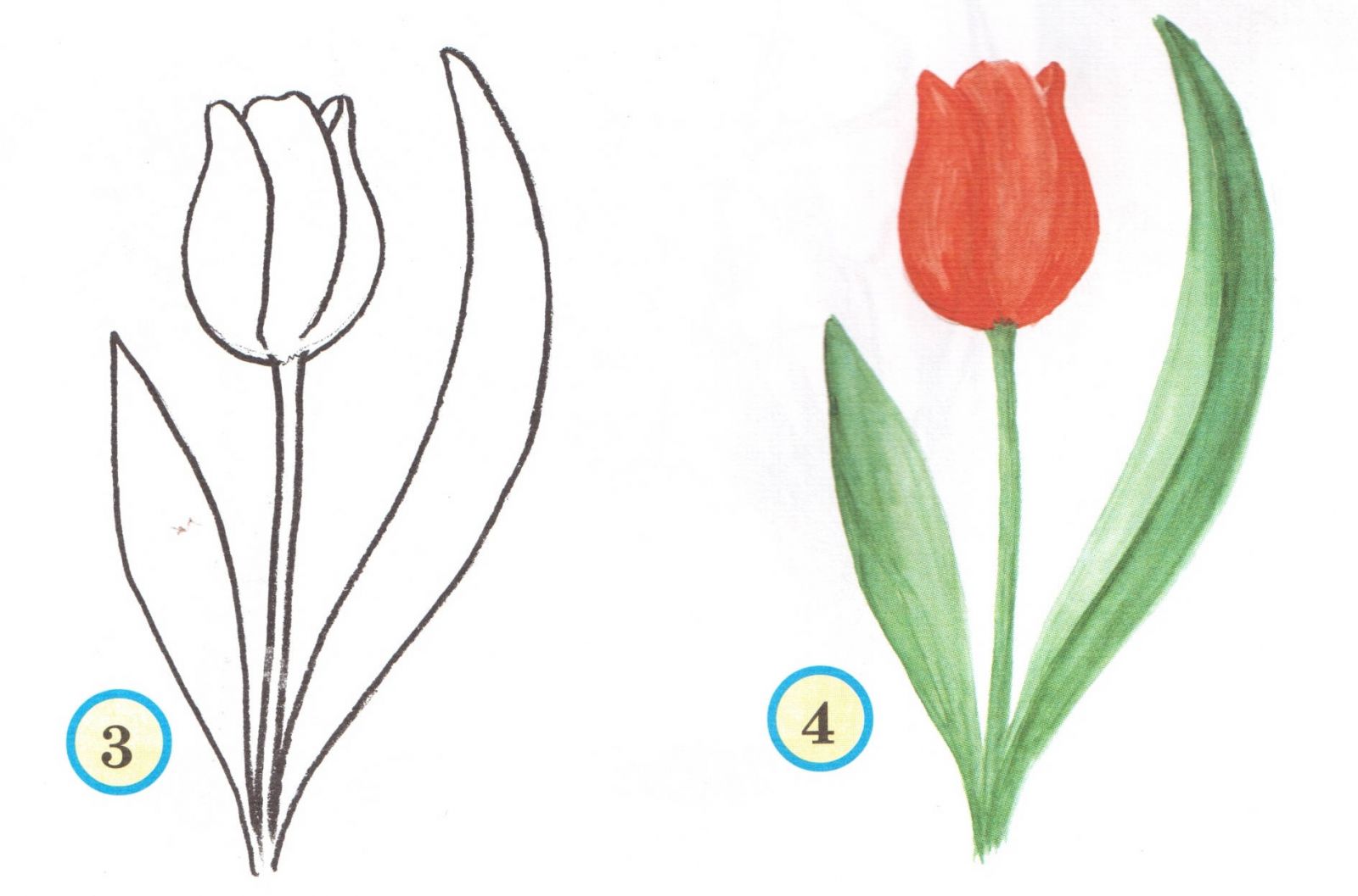 Рисунки какого цвета. Тюльпаны рисунок. Тюльпан рисунок карандашом. Тюльпан рисунок карандашом для детей. Тюльпаны карандашом для детей.
