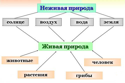 живая и неживая природа схема