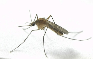 комар домашний