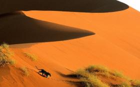 пустыни Африки