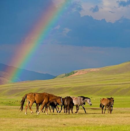 лошади в степи Казахстана