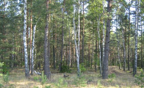 лес в Беларуси