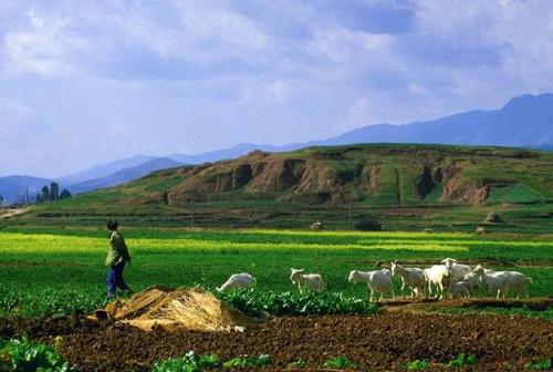 Какие сельскохозяйственные культуры выращивают в китае?