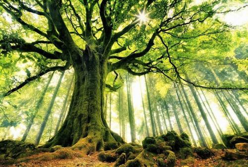 Броселиандский лес