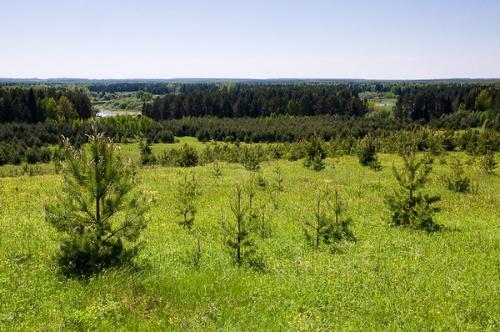 Растительный мир Кировской области