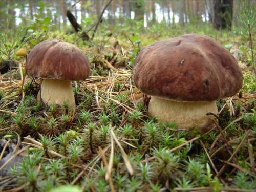 грибы в Кировской области