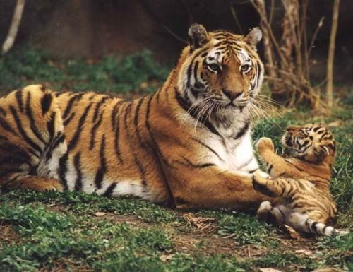 Амурский тигр с тигренком