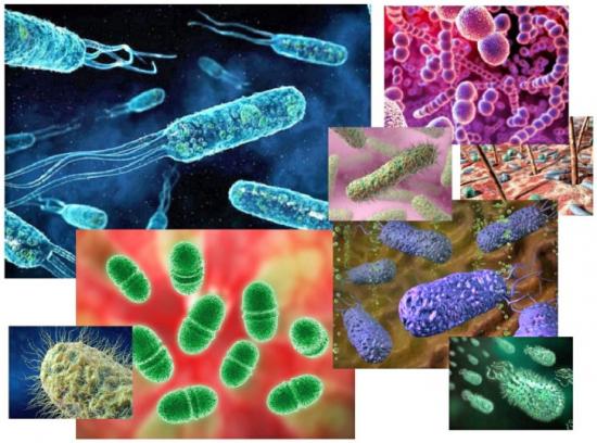 бактерии и микробы под микроскопом