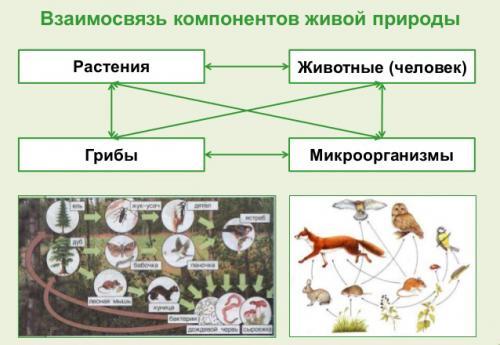 Какие свойства животных связаны с их ролью в экосистеме