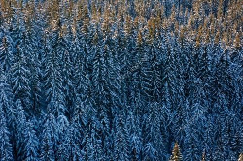 хвойный лес зимой