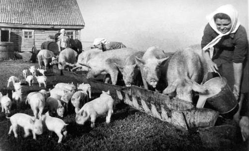 животноводство в СССР