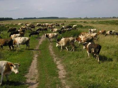 животноводство в России
