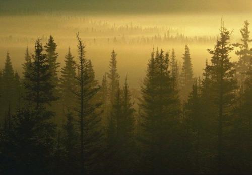 О пользе леса и какое значение имеет для человека