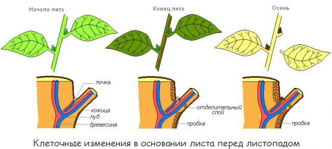схема смена листьев растений и деревьев