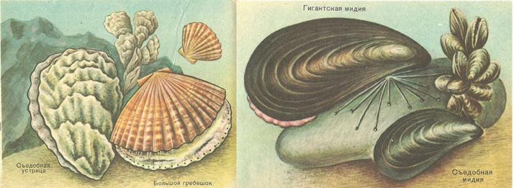 морские промысловые моллюски