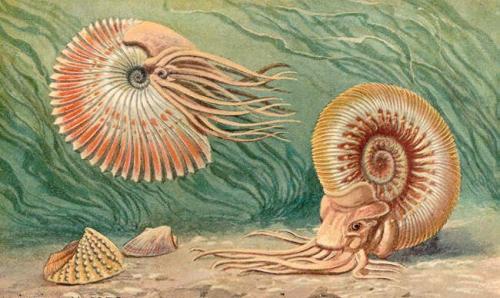 гигантские моллюски
