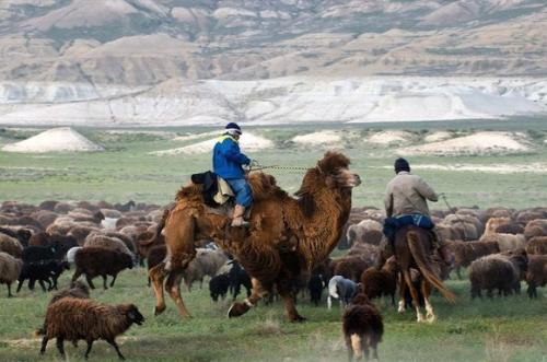 казахские пастухи на верблюдах