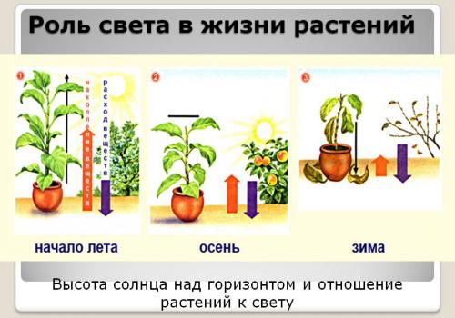 роль света в жизни растений в разные времена года