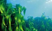 водоросли в природе и жизни человека