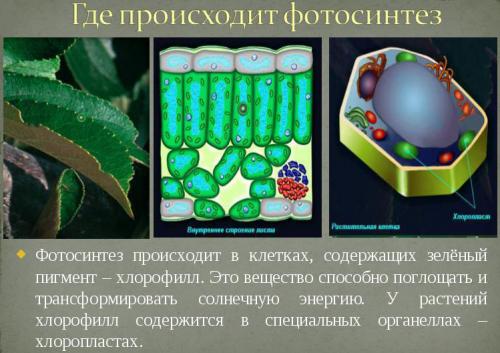 где происходит фотоситез